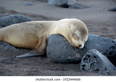 Galápagos Sea Lion (Zalophus Wollebaeki), Puerto Egas, Santiago Island, Galapagos Islands, Ecuador