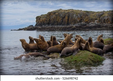 Sea Lions