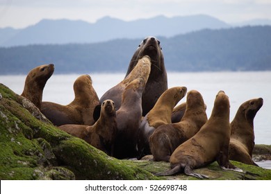 Sea Lions