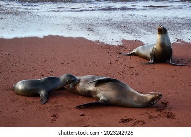 Sea Lions And Baby Playing And Nursing On Rabida Red Sand Beach On Galápagos Islands