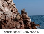 Sea lions in Ballestas island in Peru