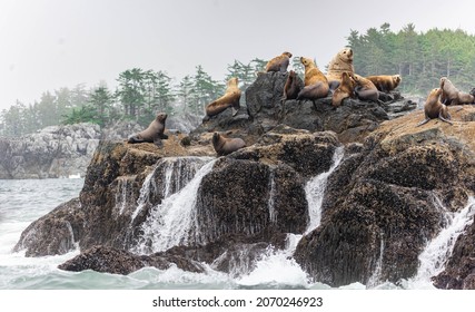 Sea Lions in Barkley Sound, British Columbia, Canada - Sea Lion Colony