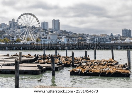 Sea lions basking at Fisherman's Wharf in San Francisco, a popular tourist attraction showcasing lively marine wildlife.