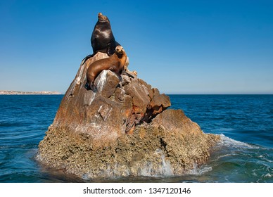 Sea lions basking in the sun at Lands End in the resort of Cabo San Lucas at the southern tip of Baja California in Mexico