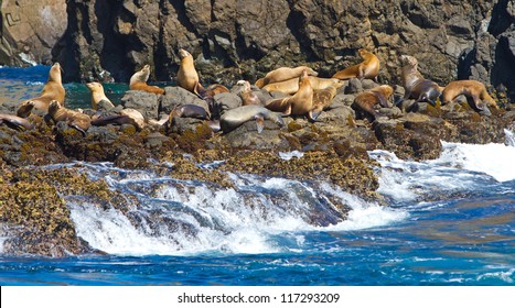 Sea Lions, Channel Islands National Park, California, USA