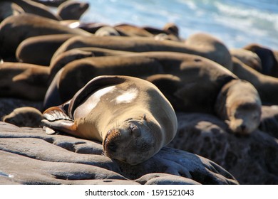 Sea lions cliffside in La Jolla Cove, sunbathing off the coast of the Pacific Ocean. 