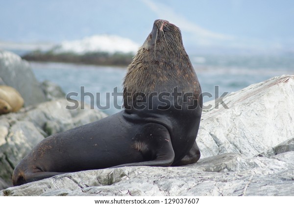 Sea Lions colony,\
Beagle Channel, Argentina