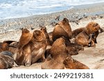 A sea lions colony enjoys sunny weather on a sandy beach . San Antonio seaport, Chile.