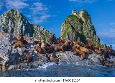 Sea Lions Colony, Kamchatka Peninsula, Russia