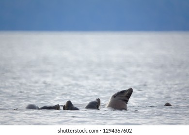 Sea Lions In Elliot Bay, Seattle 