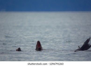 Sea Lions In Elliot Bay, Seattle