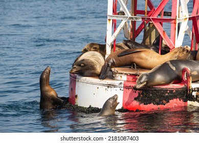 Sea Lions Fighting For Space On The Bouy