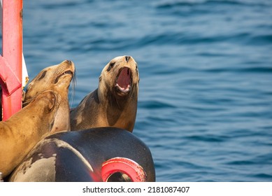 Sea Lions Fighting For Space On The Bouy