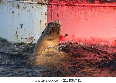 Sea Lions Fighting For Space On The Bouy