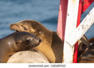 Sea Lions Fighting For Space On The Bouy