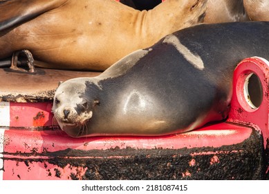 Sea Lions Fighting For Space On The Bouy