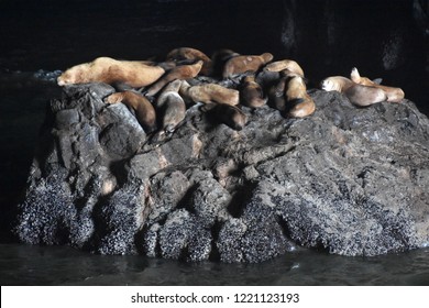 Sea Lions In Florence, Oregon