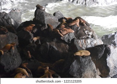 Sea Lions In Florence, Oregon