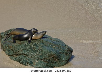 Sea lions frolicking on the rocks along the shore - Powered by Shutterstock