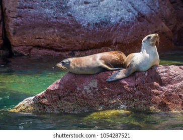 Sea Lions At Isla Espiritu Santo, Sea Of Cortes, La Paz Baja California Sur. MEXICO