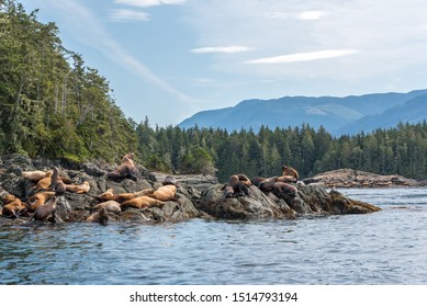 Sea Lions, Johnstone Strait, Vancouver Island, Canada