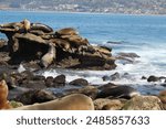 Sea lions in La Jolla cove in California