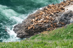 Sea Lions Near Florence, Oregon