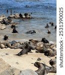 Sea Lions on the Beach in Monterey