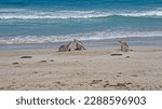 Sea lions on the beach of Seal Bay Conservation Park