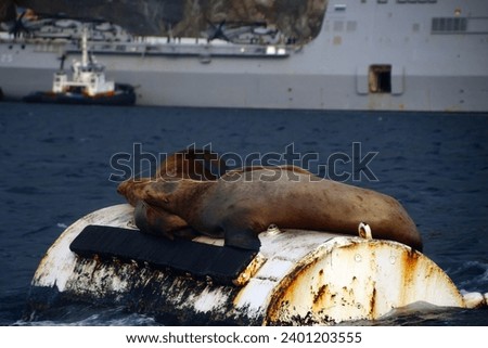 Sea lions on a buoy in Dutch Harbor, Unalaska, Aleutian Islands, Alaska