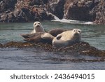 Sea lions on the Oregon coast
