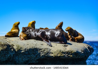 Sea lions on Peninsula Valdes Argentina
