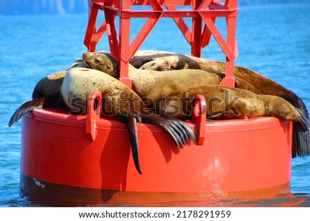Sea lions on a red buoy near the city of Petersburg, Alaska