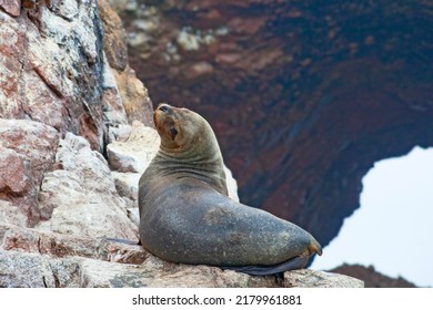 346 Paracas heads Images, Stock Photos & Vectors | Shutterstock