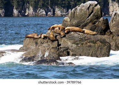 Sea Lions (Otariidae) On A Rock In Alaska, USA