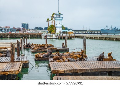 Sea lions at Pier 39 a popular tourist attraction in San Francisco, California, United States. Pier 39 is located at the edge of Fisherman's Wharf district and is close to North Beach and Embarcadero.