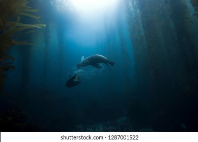 Sea Lions Playing Around In Giant Kelp Forest With Sun In The Background