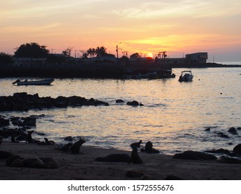 Sea Lions Relaxing On The Beach At Sunset, San Cristobal Island (Isla De San Cristóbal) Is One Of The Galápagos Islands, Ecuador