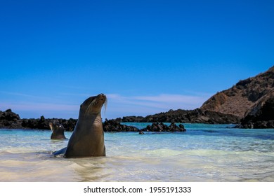 Sea Lions Relaxing On Shore In Galápagos Islands