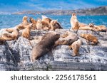 sea lions are resting in beagle channel, ushuaia