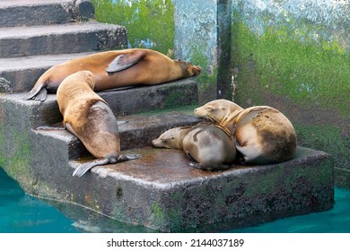 Sea Lions Resting on Pier Concrete Stairs, San Cristóbal, Galápagos, Ecuador - Powered by Shutterstock