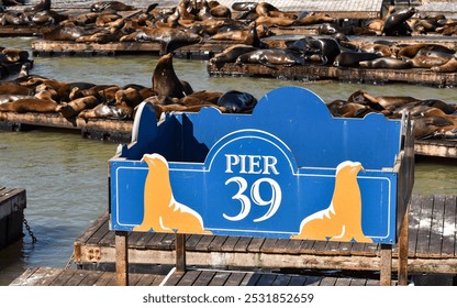 Sea lions resting in the sun on wooden platforms at Pier 39, a famous tourist attraction in San Francisco. Pier 39 sign.  - Powered by Shutterstock