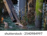 The Sea Lions of Santa Cruz, CA