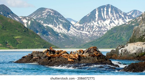 Sea Lions And Seals Of Kamchatka. Kamchatka Peninsula, Russia
