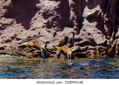 The Sea Lions Sleepin On Espiritu Santo Island, La Paz, Mexico