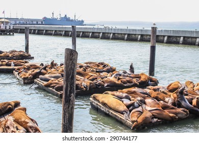 Sea Lions Soak Up The Sun .