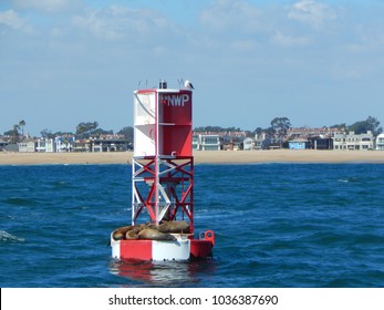 Sea Lions Sunning On A Bouy