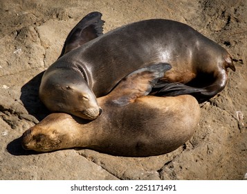 sea lions that inhabit the coast of the atlantic ocean in the argentine patagonia region