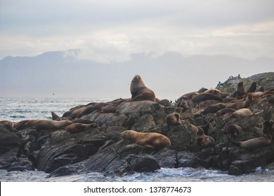 Sea Lions In Victoria BC