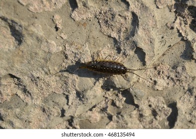 A Sea Louse